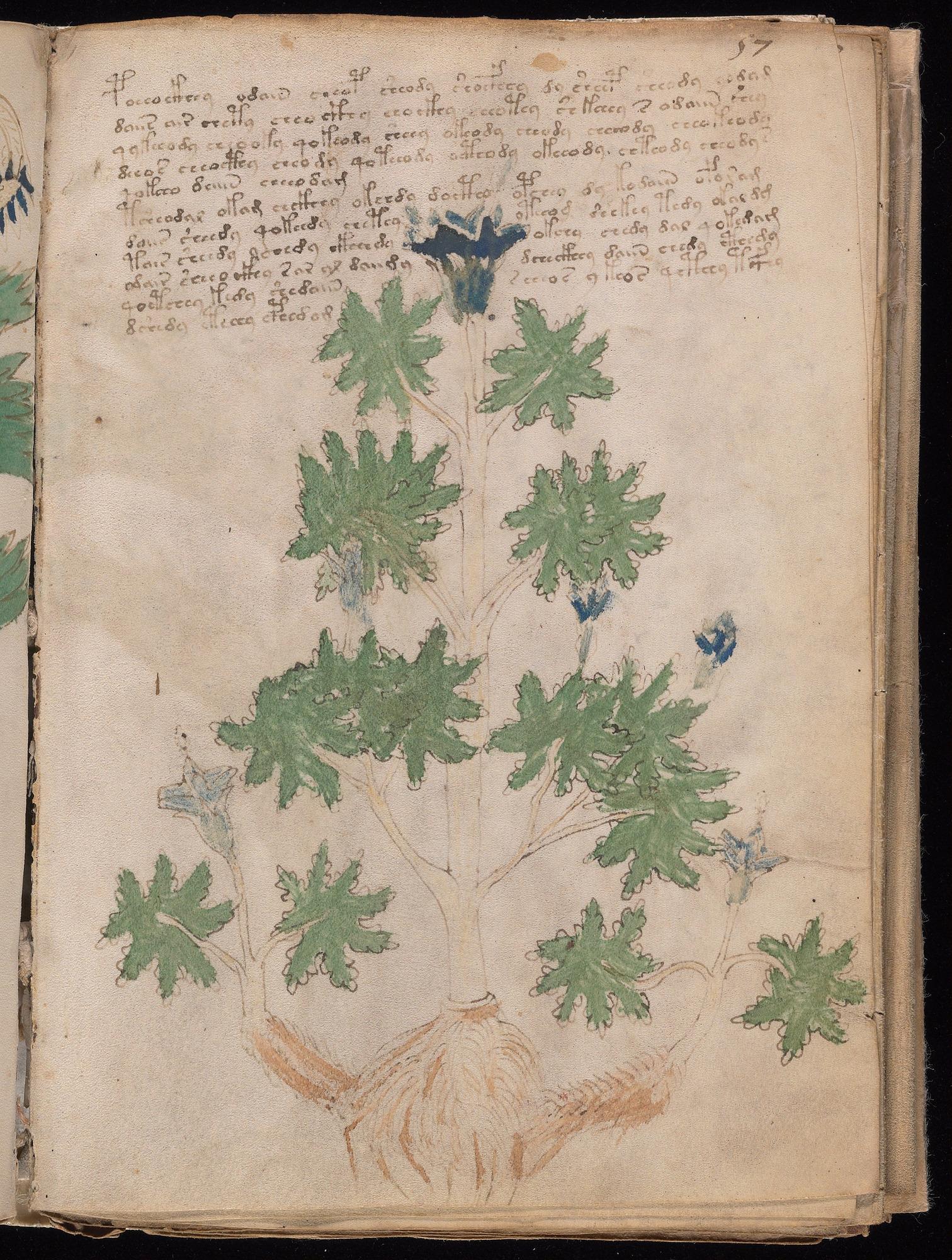 Voynich Manuscript folio f57r — Beinecke MS 408